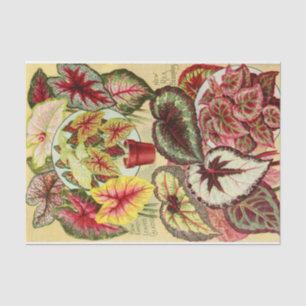 Antique Caladiums and Rex Begonia Tissue Paper