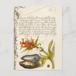 Antique calligraphy text botanical illustration po postcard