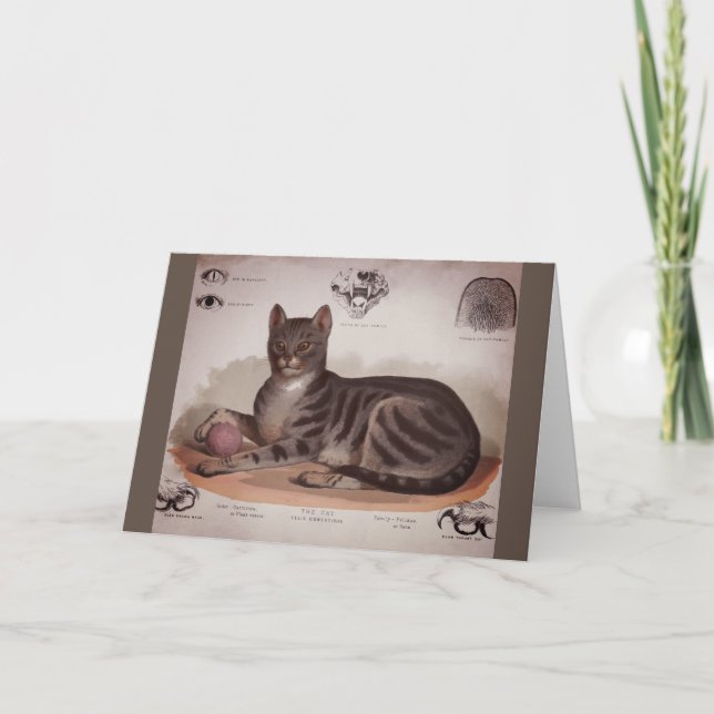 Antique Cat Chart Card (Front)