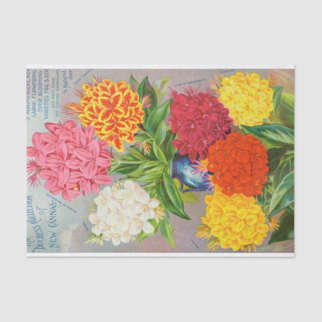 Antique Colourful Cannas Tissue Paper (Front)