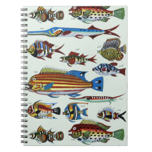 Antique Colourful Exotic Fish Natural History Prin Notebook