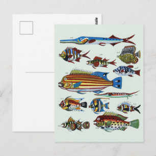 Antique Colourful Exotic Fish Natural History Prin Postcard