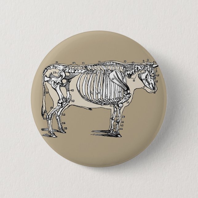 Antique Cow Skeleton Bones Fun 6 Cm Round Badge (Front)
