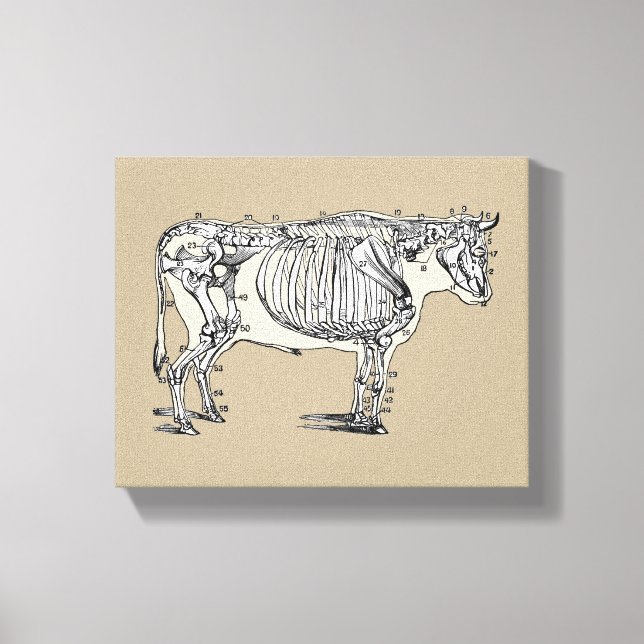 Antique Cow Skeleton Bones Fun Canvas Print (Front)