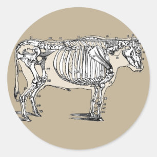 Antique Cow Skeleton Bones Fun Classic Round Sticker