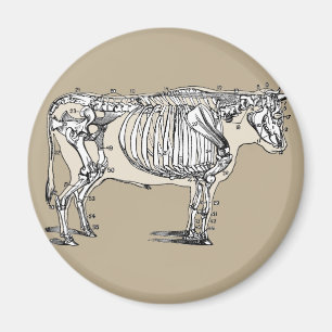 Antique Cow Skeleton Bones Fun Magnet