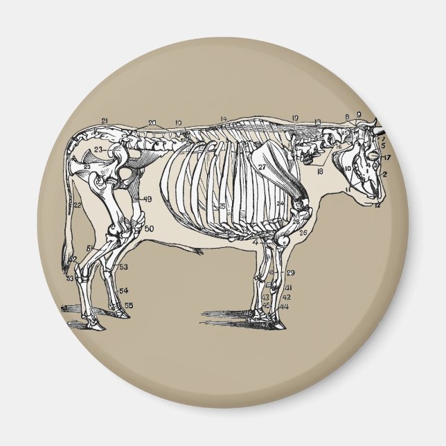 Antique Cow Skeleton Bones Fun Magnet (Front)