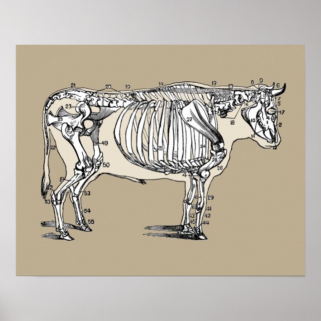 Antique Cow Skeleton Bones Fun Poster (Front)