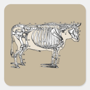 Antique Cow Skeleton Bones Fun Square Sticker
