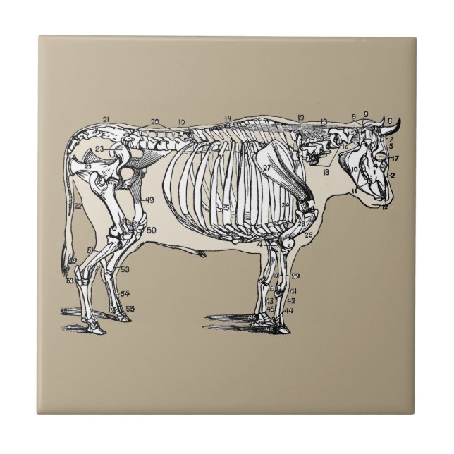 Antique Cow Skeleton Bones Fun Tile (Front)