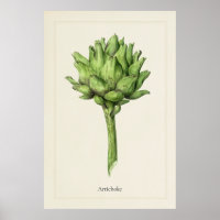 Antique Culinary Artichoke Botanical Art Print