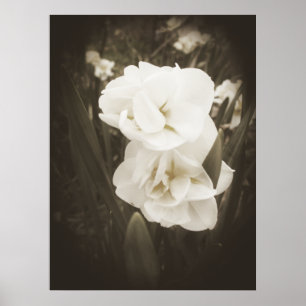 Antique Daffodil Print