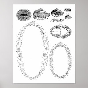 Antique Dental Tooth Chart Print Poster