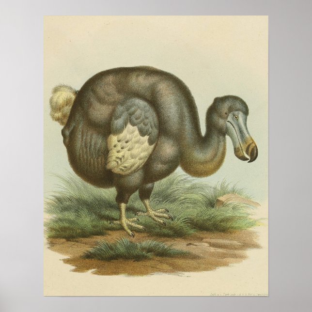 Antique Dodo Bird Natural History Poster (Front)