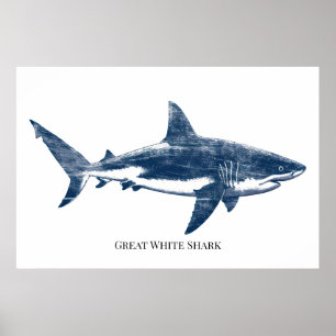 Antique drawing of a shark poster