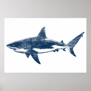 Antique drawing of Great White Shark II Poster