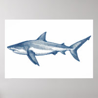 Antique drawing of Great White Shark