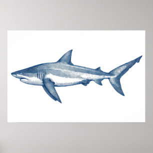 Antique drawing of Great White Shark Poster