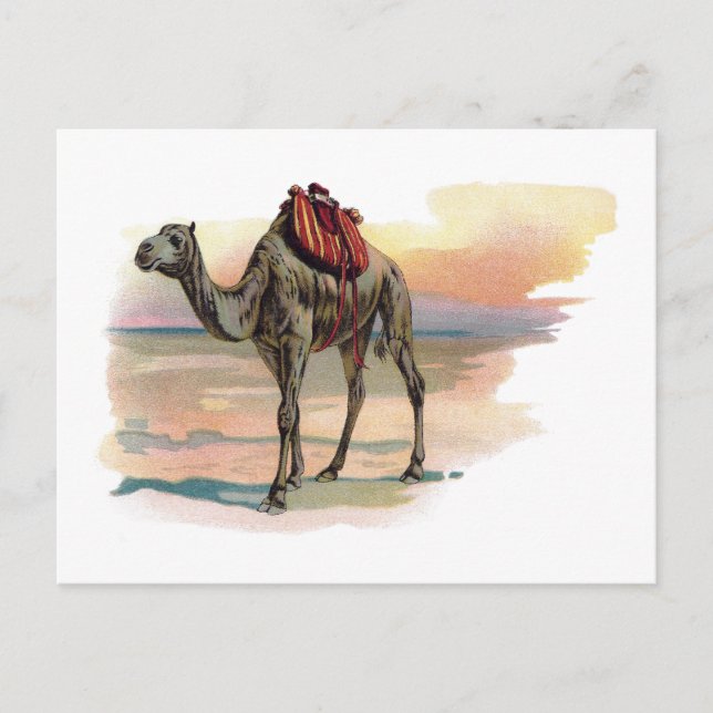 Antique Dromedary Camel Illustration Postcard (Front)