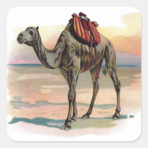 Antique Dromedary Camel Illustration Square Sticker