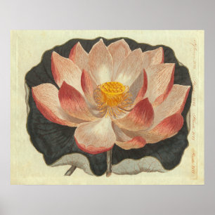 Antique Engraving of Water Lily, Lotus Blossom Poster