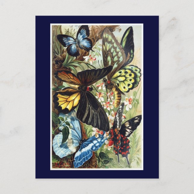 Antique Exotic butterflies butterfly illustration Postcard (Front)