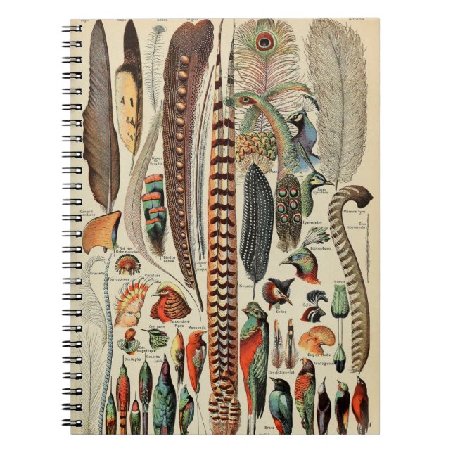 Antique Feather Bird Animal Wild Art  Notebook (Front)