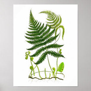 Antique Fern No.9 Botanical Print