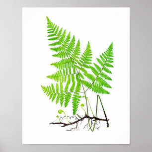 Antique Fern Print No.1 Botanical Illustration