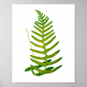 Antique Fern Print No.2 Botanial Art