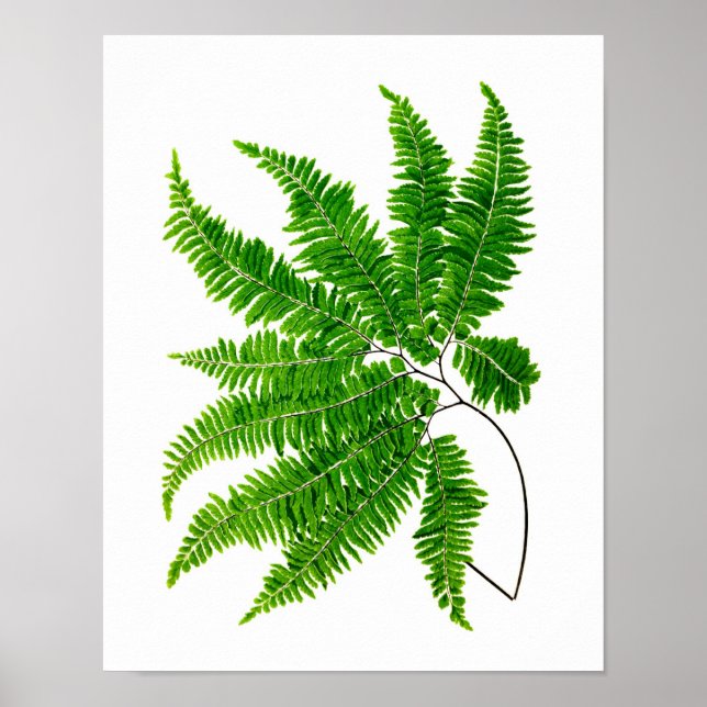 Antique Fern Print No.5 Green Nature Botanical Art (Front)