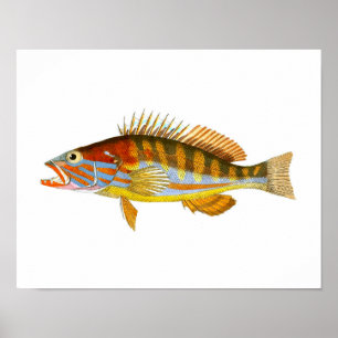 Antique Fish Art Print no.5 Nautical Art Print