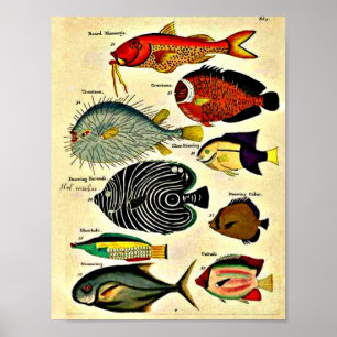  antique fish print