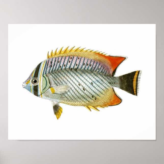 Antique Fish Print no. 9 Beach House Decor Art (Front)