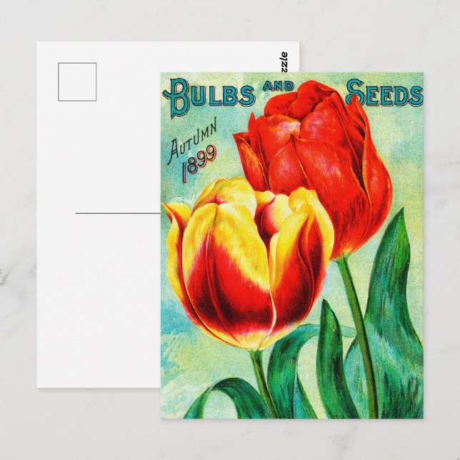 Antique Garden Advertisement, Yellow Red Tulips Postcard (Front/Back)