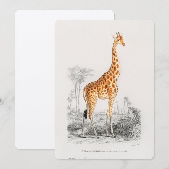 Antique Giraffe Natural History Print Orbigny Invitation (Front/Back)