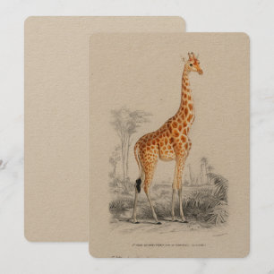Antique Giraffe Natural History Print Orbigny Invitation
