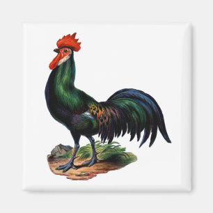 Antique Green Feathers Rooster Magnet