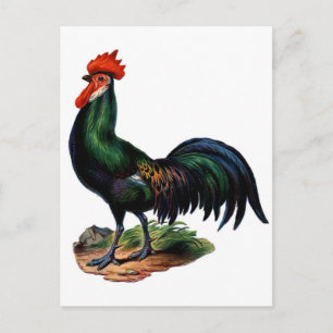 Antique Green Feathers Rooster Postcard
