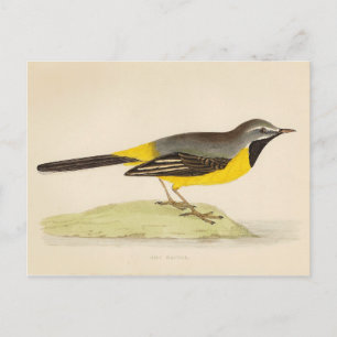 Antique Grey Wagtail Art Postcard