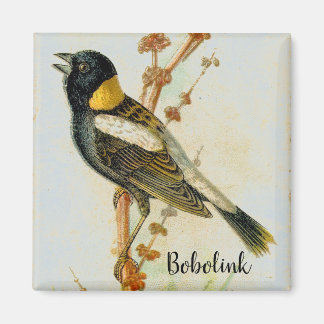 Antique Hand-drawn Bobolink Bird Magnet