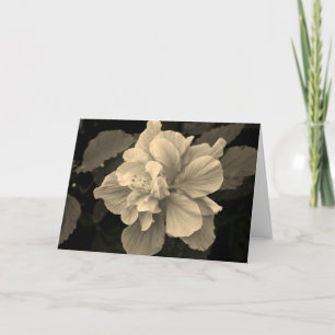 Antique Hibiscus Card