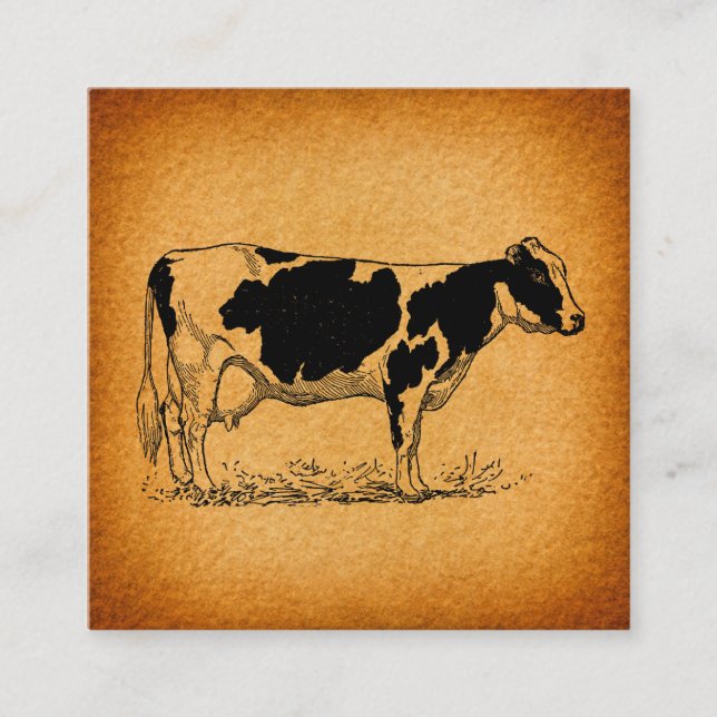 Antique Holstein Cow Farm Animal Illustration Enclosure Card (Front)