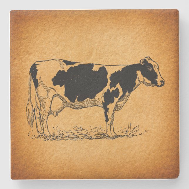 Antique Holstein Cow Farm Animal Illustration Stone Coaster (Front)