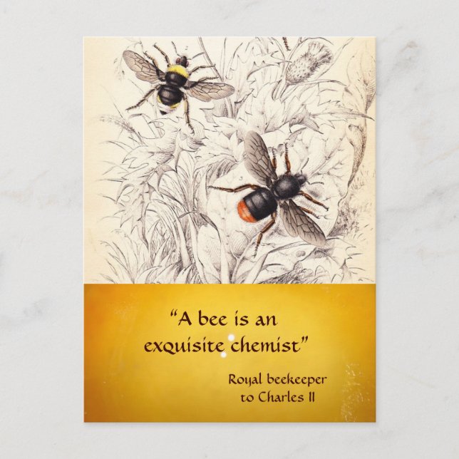 ANTIQUE HONEY BEE BEEKEEPER ,BEEKEEPING POSTCARD (Front)