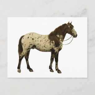 Antique Horses - Appaloosa Postcard