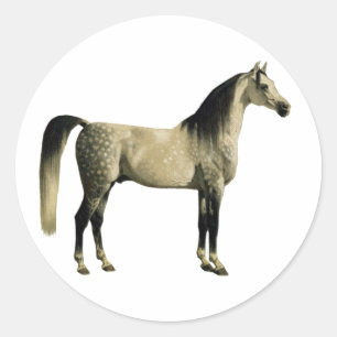 Antique Horses - Arabian Classic Round Sticker
