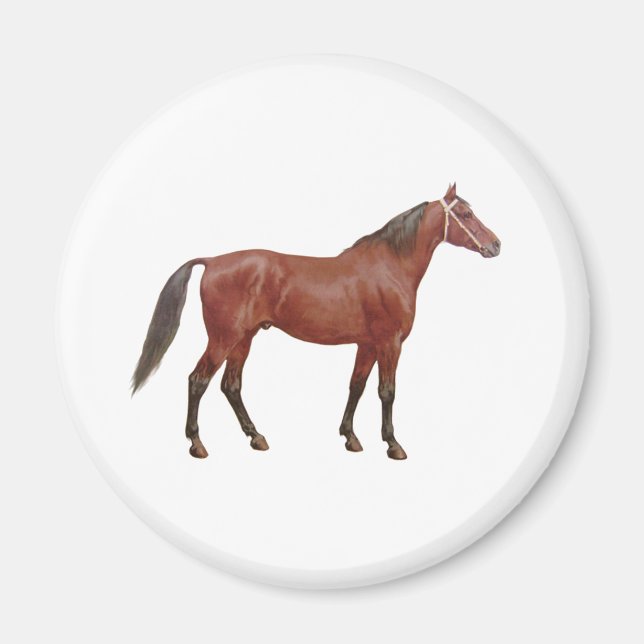 Antique Horses - Thoroughbred Magnet (Front)