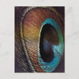 Antique Hues Peacock Feather Eye Postcard