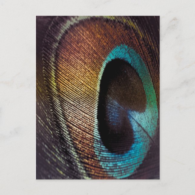 Antique Hues Peacock Feather Eye Postcard (Front)